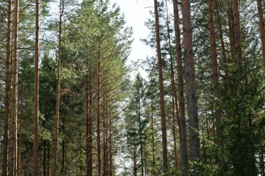yeşil ağaçlar ve bitki örtüsü güzel orman, naliboki orman, Beyaz Rusya 