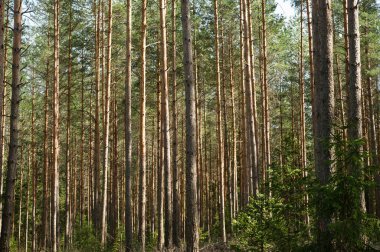 yeşil ağaçlar ve bitki örtüsü güzel orman, naliboki orman, Beyaz Rusya 