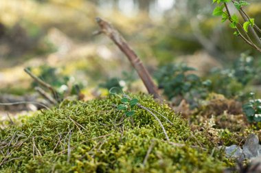 Sonbaharda hafif ve yeşil yosun, ray ile Orman Zemini 