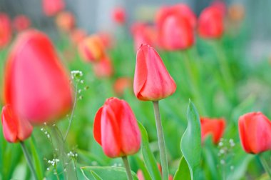 Kırmızı lale çiçeklenme, güneş ışığı ile bahar aylarında, çiçek arka plan, Hollanda 