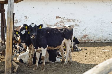üç siyah beyaz inek istikrarlı yemek ve onların dilini göster 
