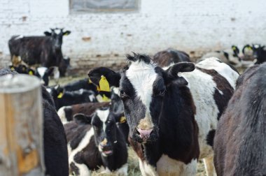 üç siyah beyaz inek istikrarlı yemek ve onların dilini göster 