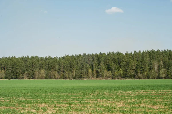 Gröna Träd Och Vegetation Vacker Skog Naliboki Skog Vitryssland — Stockfoto
