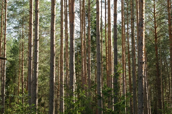 yeşil ağaçlar ve bitki örtüsü güzel orman, naliboki orman, Beyaz Rusya 