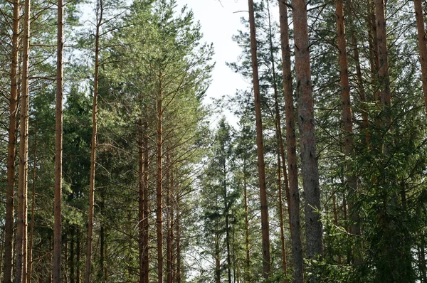 yeşil ağaçlar ve bitki örtüsü güzel orman, naliboki orman, Beyaz Rusya 