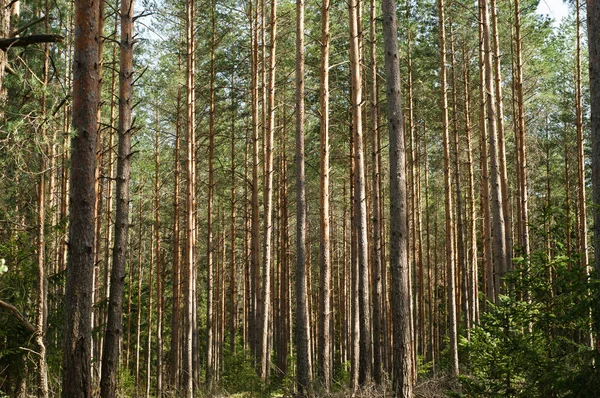 Alberi Verdi Vegetazione Nella Bellissima Foresta Foresta Naliboki Bielorussia — Foto Stock