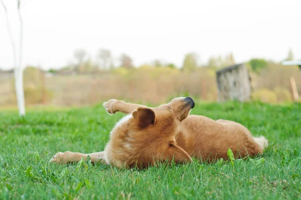 腊肠狗躺在地上的杂种狗 — 图库照片