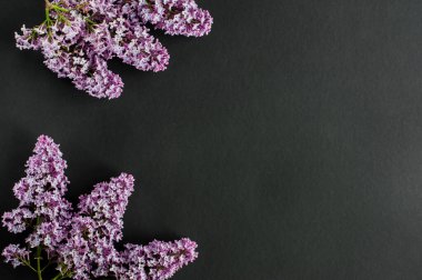 Bahar leylağı çiçeklerinin düz bir üst görünümü vardı. Siyah arka planda leylak çiçekleri. Kopyalama alanı olan üst görünüm