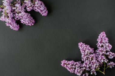 Bahar leylağı çiçeklerinin düz bir üst görünümü vardı. Siyah arka planda leylak çiçekleri. Kopyalama alanı olan üst görünüm