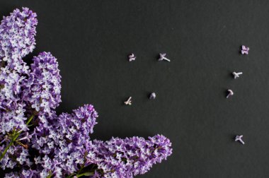 Bahar leylağı çiçeklerinin düz bir üst görünümü vardı. Siyah arka planda leylak çiçekleri. Kopyalama alanı olan üst görünüm