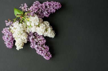 Bahar leylağı çiçeklerinin düz bir üst görünümü vardı. Siyah arka planda leylak çiçekleri. Kopyalama alanı olan üst görünüm