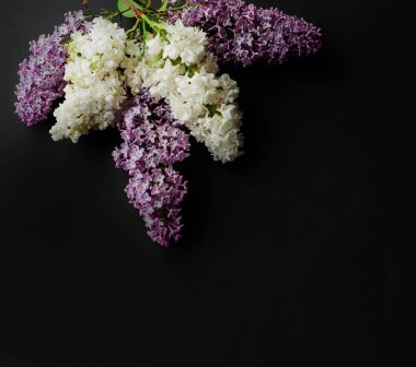 Bahar leylağı çiçeklerinin düz bir üst görünümü vardı. Siyah arka planda leylak çiçekleri. Kopyalama alanı olan üst görünüm