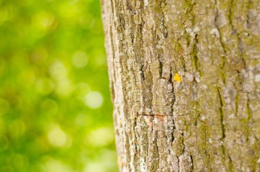 Eski Ağaç Yapısı Arkaplan Şablonu