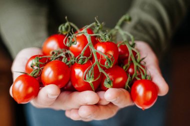 Taze kırmızı domatesler ve çiftçi elleri.