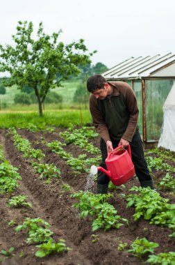 Genç bahçıvanın portresi çiçekleri plastik sulama kutusundan suyla sulıyor. Kendi bahçesinde çalışan bir çiftçi. Köyde yaz mevsimi. Kapatın. Doğayla birleşme, rahatlama ve meditasyon.