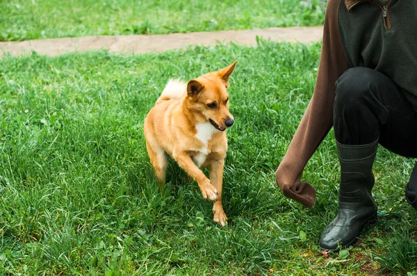 Cão Salta Para Brinca Com Proprietário — Fotografia de Stock