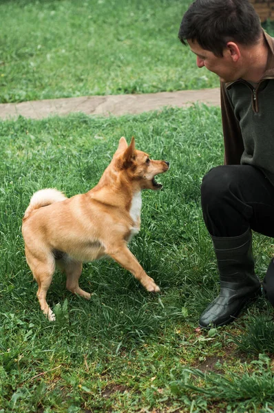 Cão Salta Para Brinca Com Proprietário — Fotografia de Stock