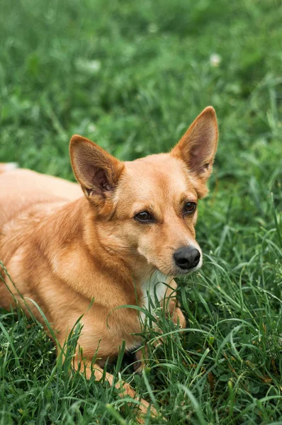 Cão Vermelho Feliz Deitado Costas Brincar Olhar Para Câmara Matar — Fotografia de Stock