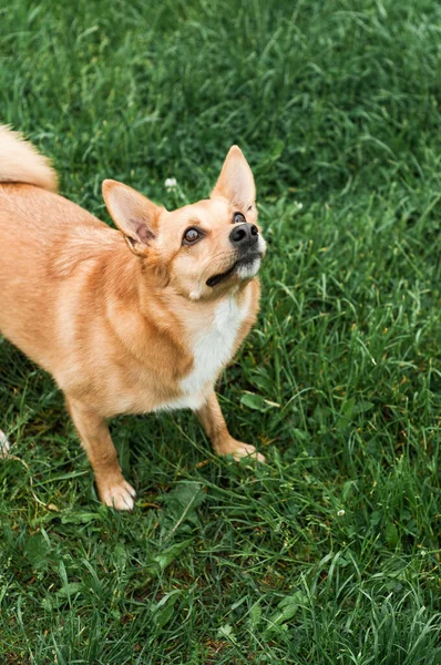 Cão Vermelho Feliz Deitado Costas Brincar Olhar Para Câmara Matar — Fotografia de Stock