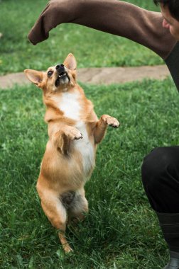 Sevgi dolu köpeğiyle mutlu bir adam. İnsan hayvanları sever. Evcil hayvan kırmızı bir köpektir. Bir adam bir köpeği okşar. Köpekle oynuyorum.