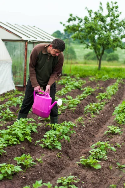 Seorang Tukang Kebun Menuangkan Saladnya Senior Bahagia Dengan Kaleng Air — Stok Foto