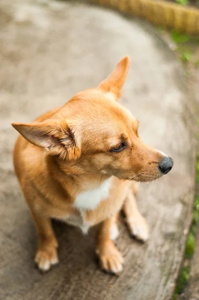 Cão Vermelho Engraçado Senta Contexto Uma Parede Tijolo Cinza Ela — Fotografia de Stock