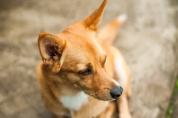 Cão Vermelho Engraçado Senta Contexto Uma Parede Tijolo Cinza Ela — Fotografia de Stock