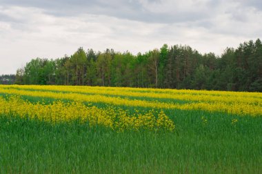 İlkbaharda ırz düşmanı tarlası. Sarı yağ tohumu çiçek açmış. Kolza tohumu tarlası - yeşil enerji için bitki