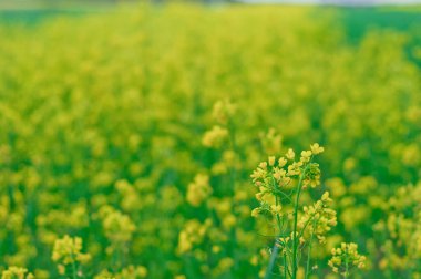 İlkbaharda ırz düşmanı tarlası. Sarı yağ tohumu çiçek açmış. Kolza tohumu tarlası - yeşil enerji için bitki