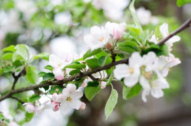 Baharda çiçek açan elma ağacı