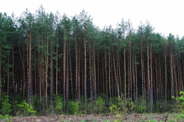 İlkbaharda orman çam ağaçları. Çam ormanı manzarası. Orman sahnesi. Bahar Ormanı