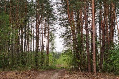 İlkbaharda orman çam ağaçları. Çam ormanı manzarası. Orman sahnesi. Bahar Ormanı