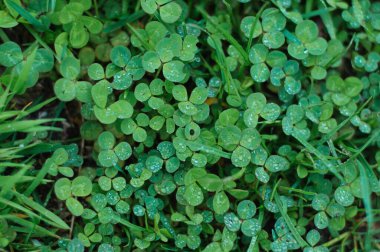Yağmurdan sonra Bulanık Yonca Alanındaki Üç Yapraklı Yonca 'nın üzerindeki su damlacığını kapat