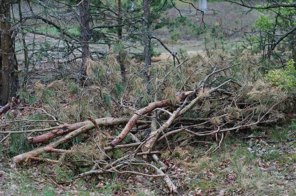 Zaagde Boomstammen Boomschors Een Grote Stapel Hout Veel Delen Van — Stockfoto