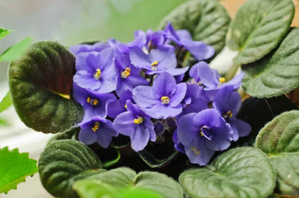 Flores Púrpuras Brillantes Floreciendo Saintpaulia — Foto de Stock