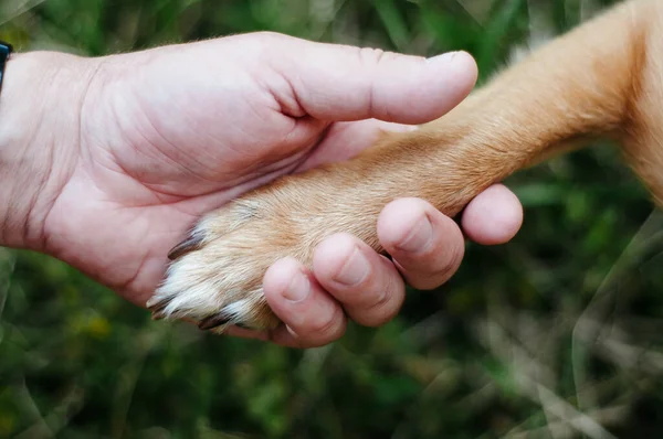 狗的爪子和人类的手在和大自然 友谊握手 — 图库照片