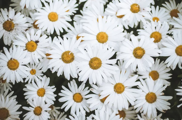 Białe Rumianki Dzikie Stokrotki Kwiaty Dla Naturalnej Ogrodnictwa Wiosny Zrównoważonego — Zdjęcie stockowe