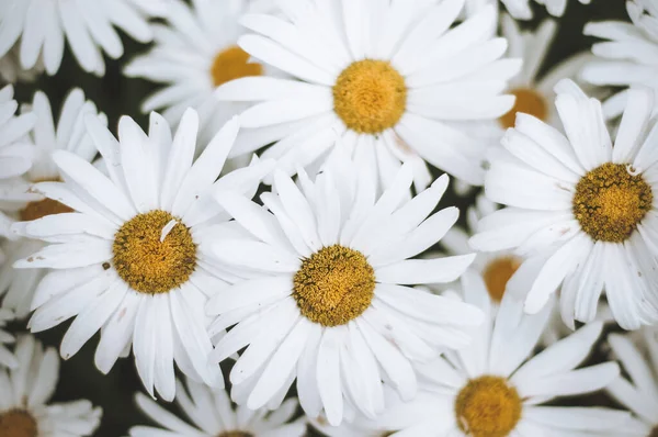 Białe Rumianki Dzikie Stokrotki Kwiaty Dla Naturalnej Ogrodnictwa Wiosny Zrównoważonego — Zdjęcie stockowe