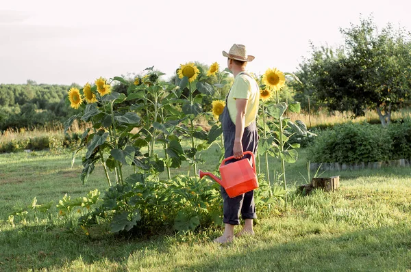 Fermier Tânăr Verifică Recolta Floarea Soarelui Agricultura Conceptul Recoltă — Fotografie, imagine de stoc