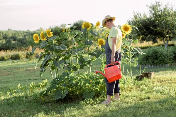 Fermier Tânăr Verifică Recolta Floarea Soarelui Agricultura Conceptul Recoltă — Fotografie, imagine de stoc