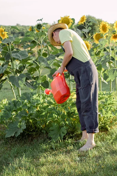 Yazın Güneşli Bir Günde Bahçede Çiçekleri Sulayan Bir Adam Bahçe — Stok fotoğraf