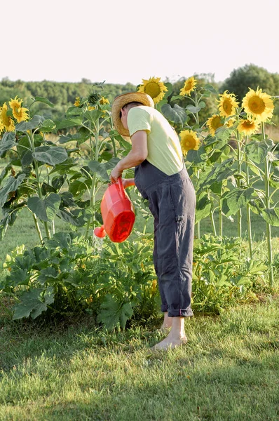 Yazın Güneşli Bir Günde Bahçede Çiçekleri Sulayan Bir Adam Bahçe — Stok fotoğraf