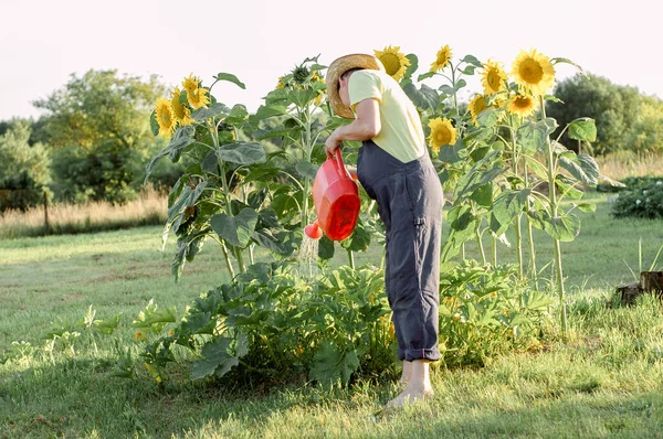 Udând Flori Grădină Ziua Însorită Vară Activitate Grădinărit — Fotografie, imagine de stoc