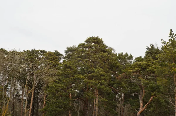 Trädtoppar Tallskog — Stockfoto