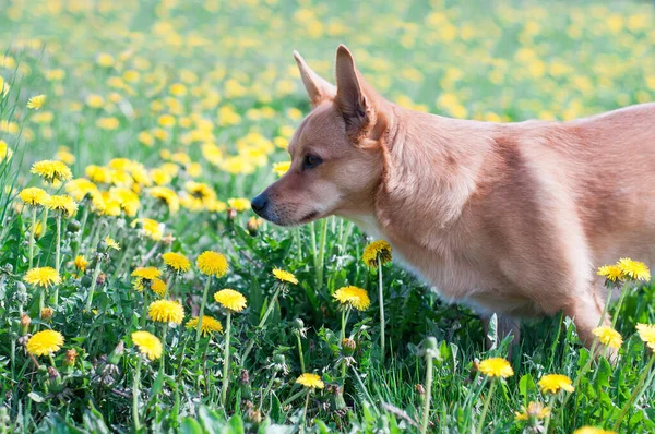 Ginger Dog Big Ears Walks Green Grass Sniffs Flowers — Stock Photo, Image