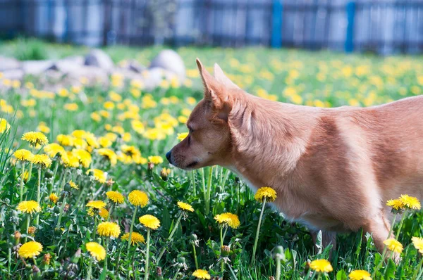 长着大耳朵的生姜狗走在绿草上嗅着花 — 图库照片