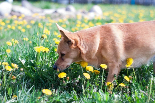 Cão Gengibre Com Orelhas Grandes Caminha Grama Verde Cheira Flores — Fotografia de Stock