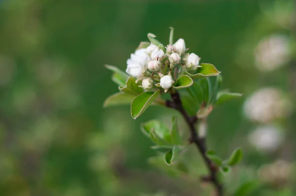 Manzano Floreciente Primavera — Foto de Stock