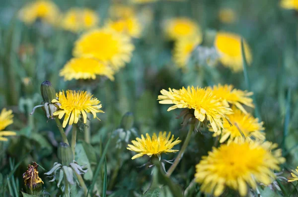 日当たりの良い日にタンポポの牧草地 春のタンポポよ 花のタンポポが近づいています ロイヤリティフリーのストック写真