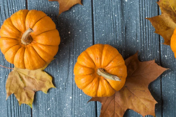 Kabaklar ve kabaklar ve sonbahar yaprakları, metin için boşluk
